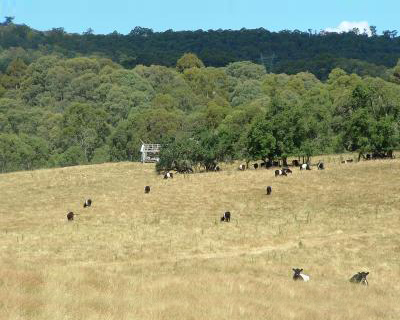 fantastic-grazing-country